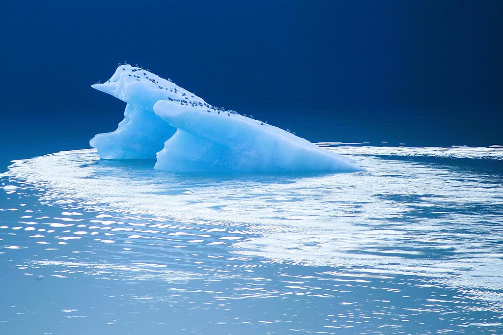 The ice floe almost fully melted with birds on it