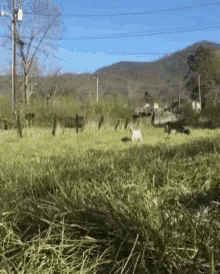 An image of a sheep running to the camera and saying “Hi”.