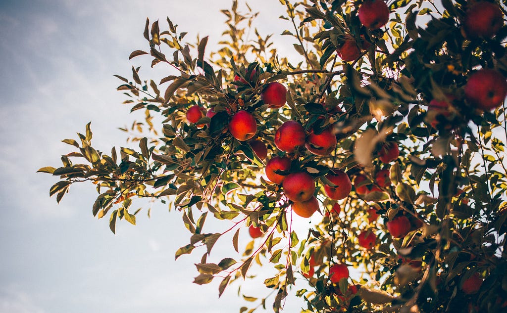 An apple tree ready to be tree-shaken