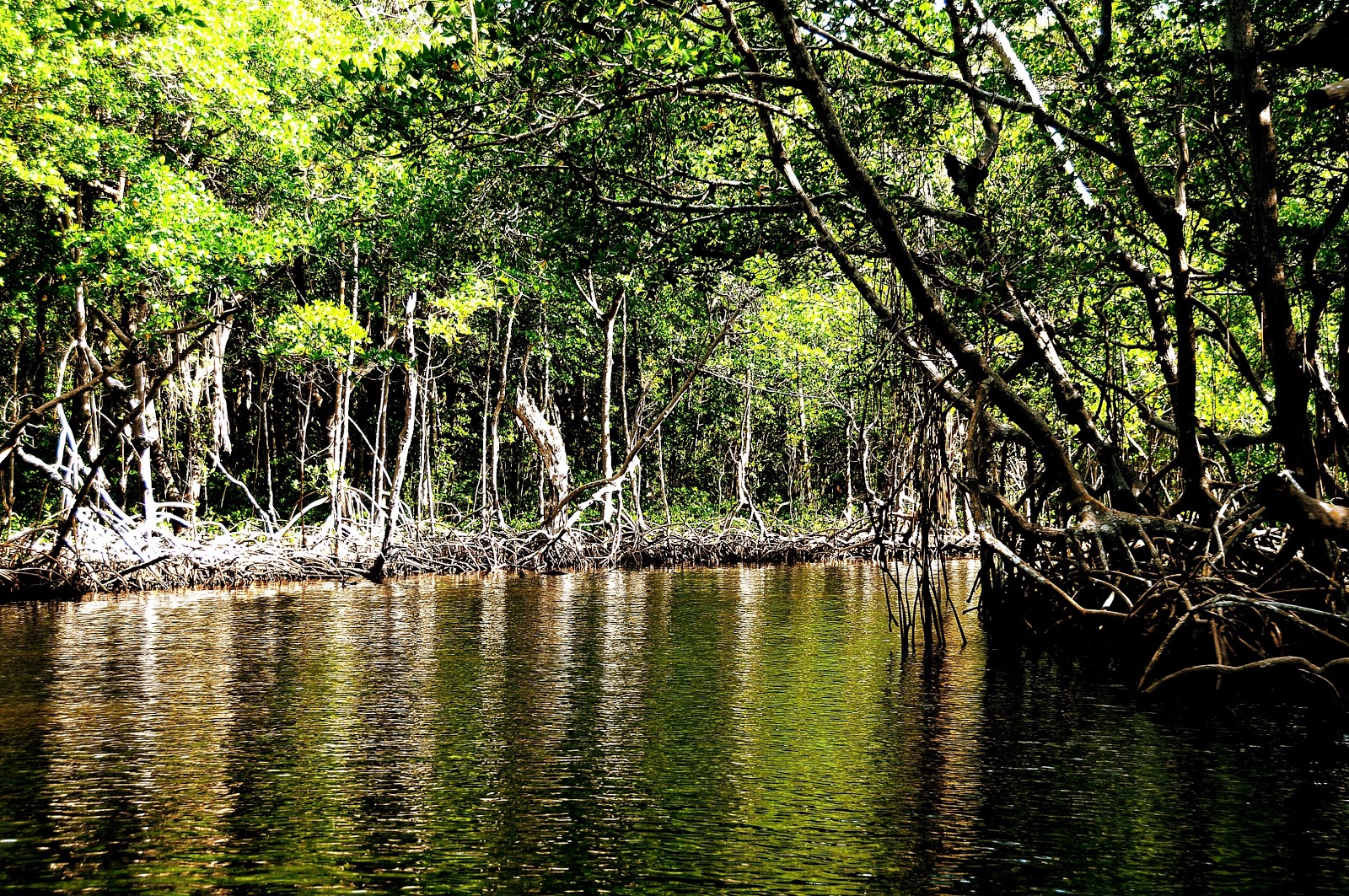 Amazonie