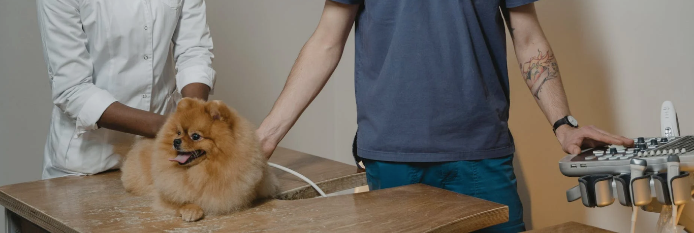 Un propriétaire d'animal de compagnie emmène son chien chez le vétérinaire pour un examen de santé.